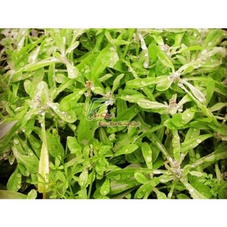 Bột lá khúc nguyên chất (50g)  - mayshopcs3