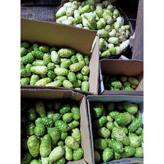 1 kg TRÁI NHÀU GIÀ , NHÀU RỪNG, NHÀU TƯƠI {CHỈ GIAO MIỀN NAM}