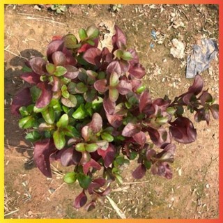 Cây diệu kỷ đỏ cao 15cm nhiều nhánh sum suê lá đỏ