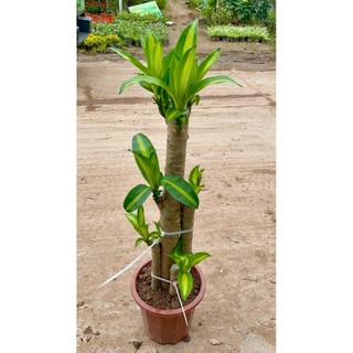 Cây Thiết Mộc Lan size to cao 1m