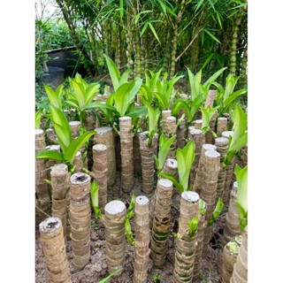 Cây Thiết Mộc Lan size to cao 1m