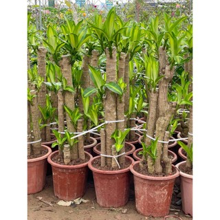 Cây Thiết Mộc Lan size to cao 1m