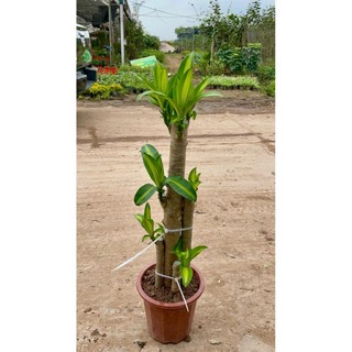 Cây Thiết Mộc Lan size to cao 1m