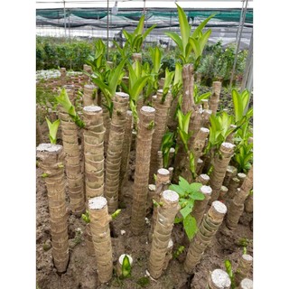 Cây Thiết Mộc Lan size to cao 1m