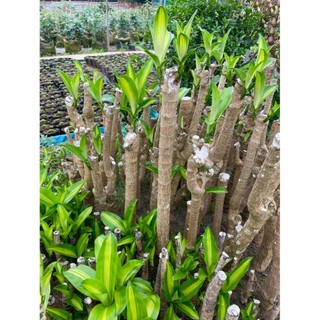 Cây Thiết Mộc Lan size to cao 1m