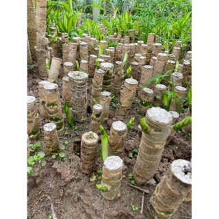 Cây Thiết Mộc Lan size to cao 1m