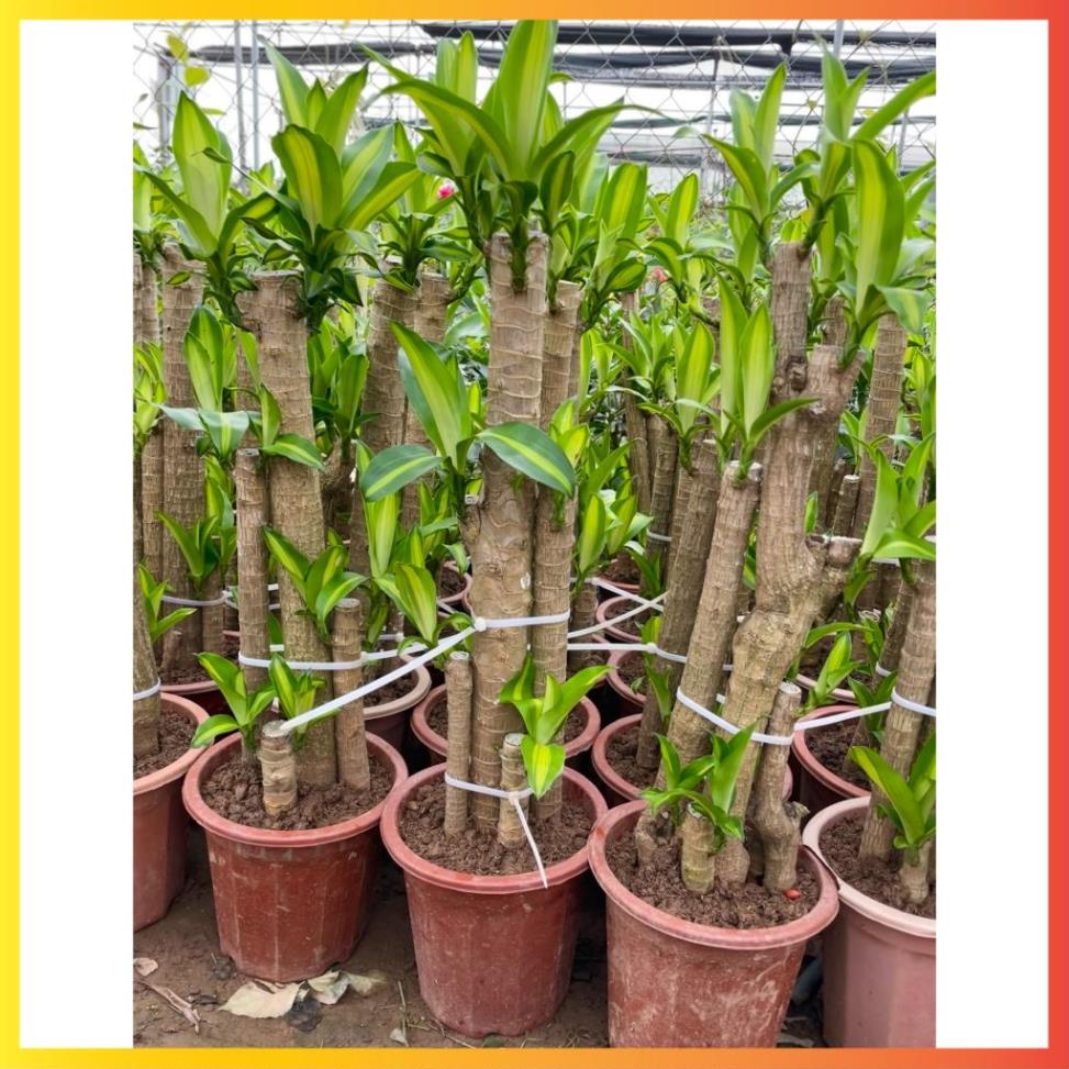Cây Thiết Mộc Lan size to cao 1m
