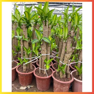 Cây Thiết Mộc Lan size to cao 1m