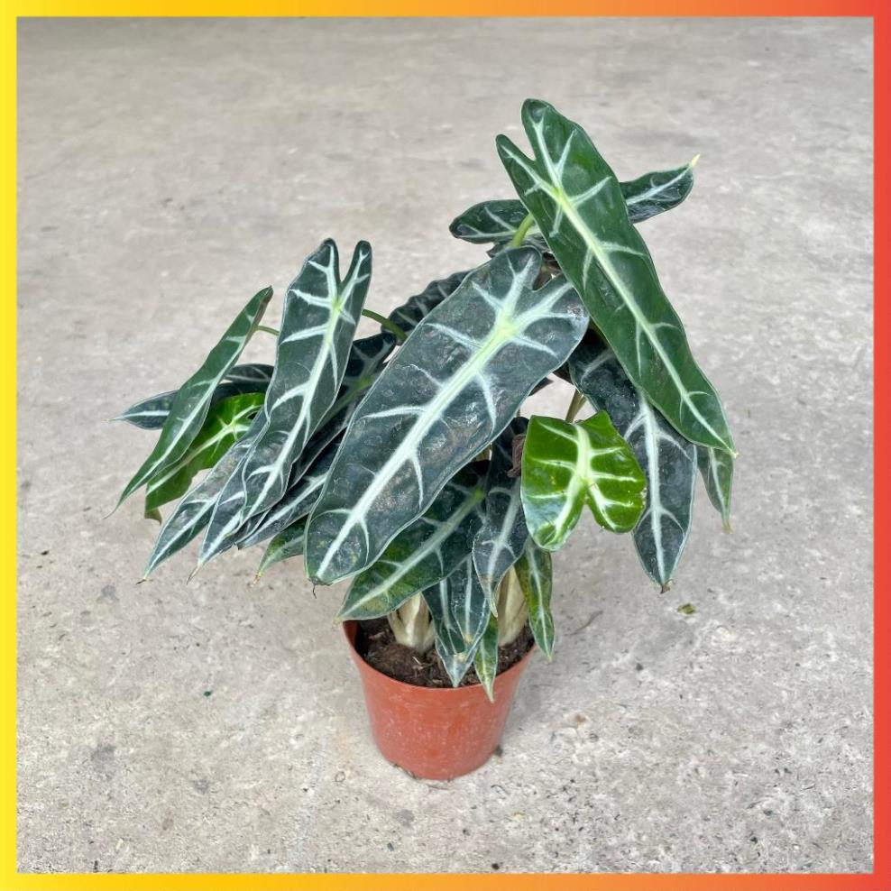 ☛ Cây môn quan âm mini để bàn, Cao 25cm, cây khỏe dễ chăm ( Hàng Chuẩn )
