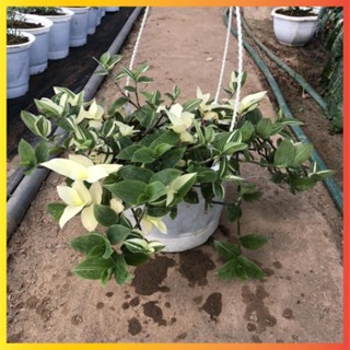 Cây thài lài cẩm thạch chậu treo, Ngọn dài 20cm lá đốm, cây khỏe dễ chăm