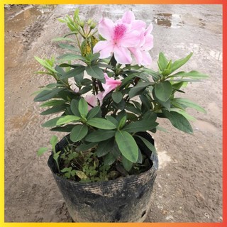 Cây hoa Đỗ quyên Cao 35cm hoa cánh đơn hoa nhiều