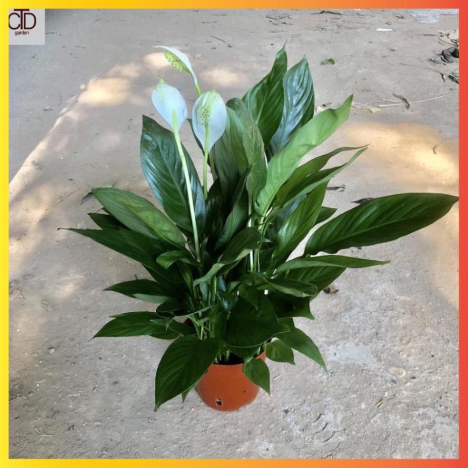 ☛ Cây lan ý mini để bàn Cao 30cm ( Hàng Chuẩn )