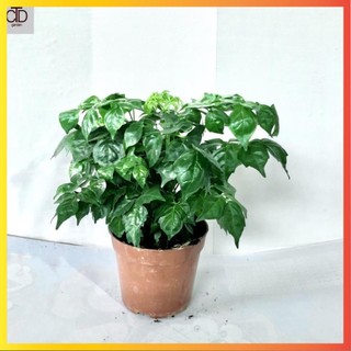Cây hạnh phúc bụi mini để bàn tán sum suê, Cao 25cm