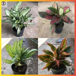 Ngọc ngân, Phú quý, Vạn lộc, Ngân hậu