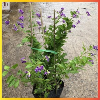 Cây chuỗi ngọc thái, Chiều cao 50cm hoa tím nở rộ tán to khỏe dễ chăm sóc