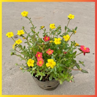 Cây Hoa Sam Thái Mix nhiều màu Trồng Bịch Nhiều Ngọn Xum Xuê
