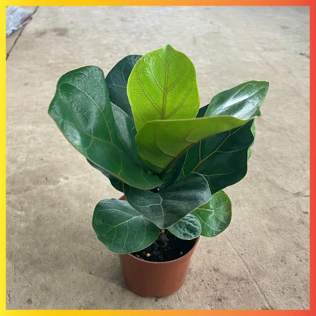 Cây Bàng Singapore mini 20cm