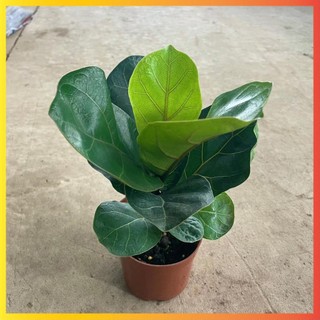 Cây Bàng Singapore mini 20cm 26