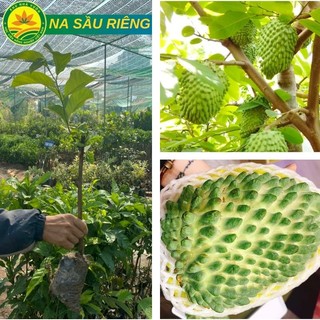 CÂY GIỐNG NA SẦU RIÊNG F1 QUẢ TO NĂNG SUẤT CAO