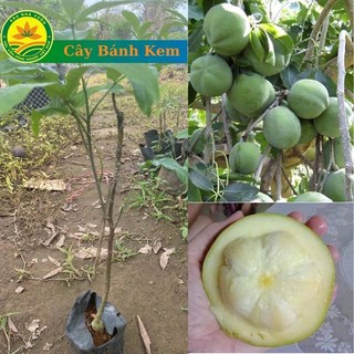 Cây giống bánh kem ghép nhập khẩu cao 40_50cm