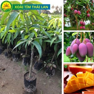 CÂY GIỐNG XOÀI TÍM GHÉP CAO 80-1M HÀNG NHƯ HÌNH 4_5_6