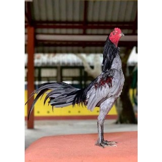 Gà thú bông 3D, tập lực cho gà