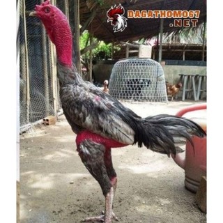 Gà thú bông 3D, tập lực cho gà