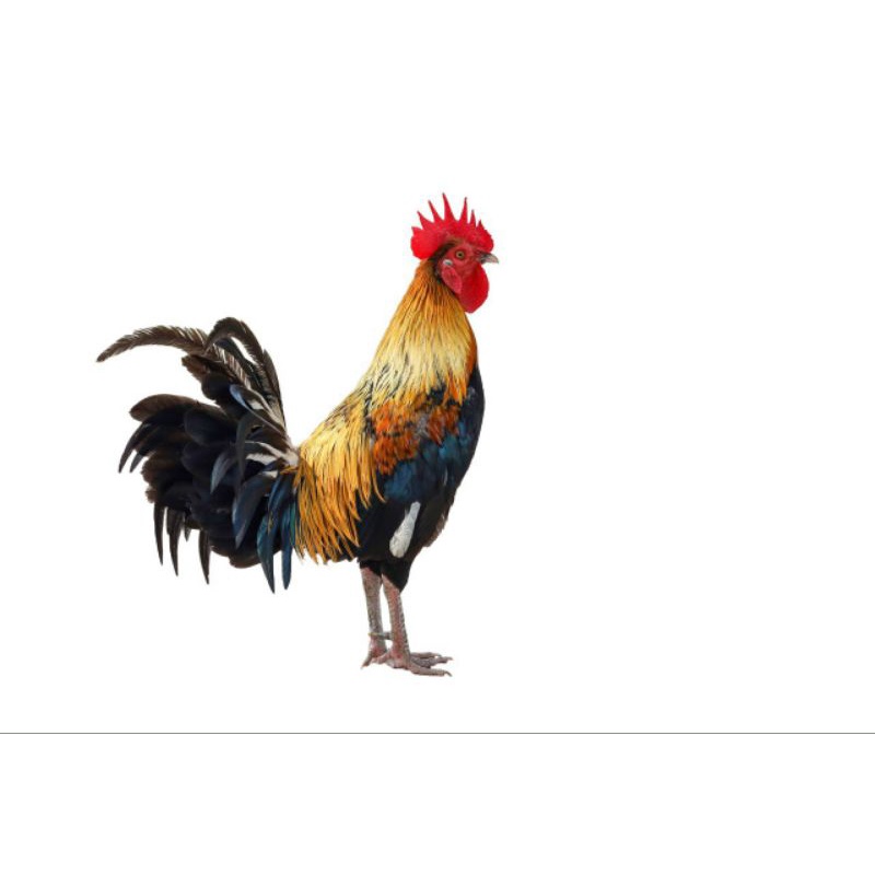 Gà thú bông 3D, tập lực cho gà