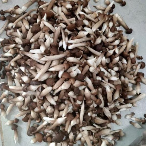 500g Nấm Mối Đen Búp Bi Tươi