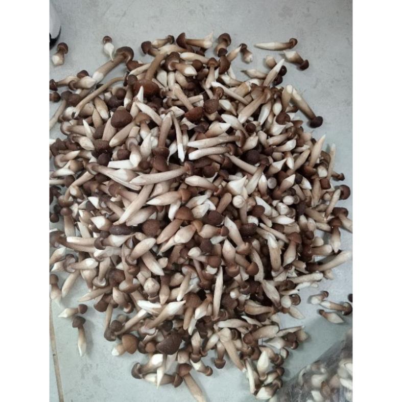 500g Nấm Mối Đen Búp Bi Tươi