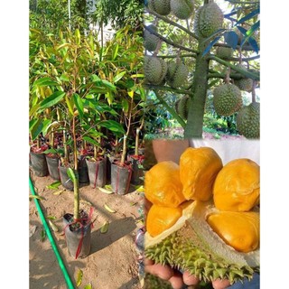 Sầu riêng thái musa king hàng ghép chuẩn nhanh cho trái
