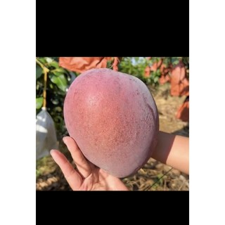 Xoài Ruby Nhật Cây Choai Sớm ChoTrái Ngọt Hương Thơm Đặc Trưng Năng Suất Cao Dễ Trồng Và Chăm Sóc