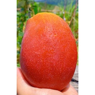 Xoài Ruby Nhật Cây Choai Sớm ChoTrái Ngọt Hương Thơm Đặc Trưng Năng Suất Cao Dễ Trồng Và Chăm Sóc