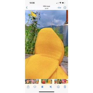 Xoài Ruby Nhật Cây Choai Sớm ChoTrái Ngọt Hương Thơm Đặc Trưng Năng Suất Cao Dễ Trồng Và Chăm Sóc