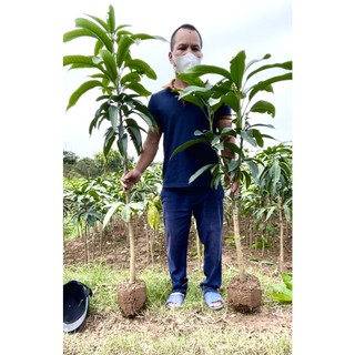 Xoài Ruby Nhật Cây Choai Sớm ChoTrái Ngọt Hương Thơm Đặc Trưng Năng Suất Cao Dễ Trồng Và Chăm Sóc