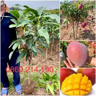 Xoài ruby nhật cây choai sớm cho trái