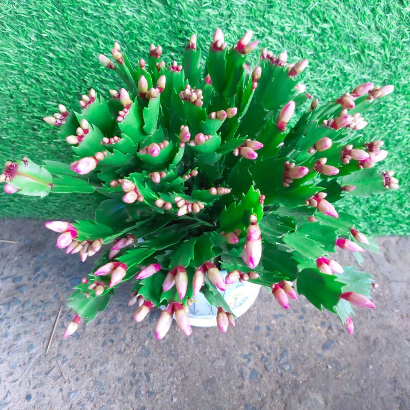 Chậu Cây Hoa Quỳnh