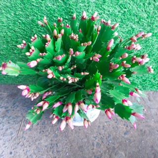 Chậu Cây Hoa Quỳnh
