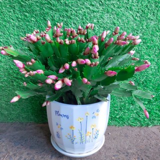 Chậu Cây Hoa Quỳnh