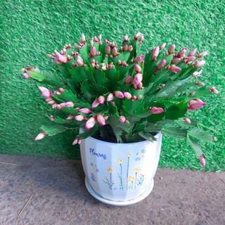 Chậu Cây Hoa Quỳnh