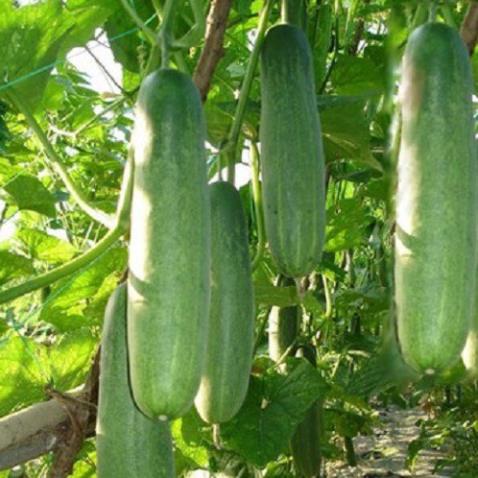 Gói 20 hạt giống dưa chuột thái quả lớn - giòn ngọt - dễ trồng - kháng bệnh tốt.