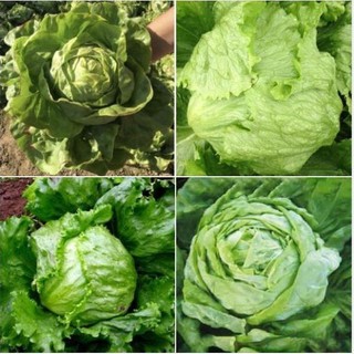 #Hạt giống xà lách búp (xà lách đăm - xà lách cuộn) Siêu ngon