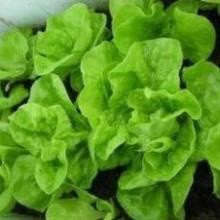 #Hạt giống xà lách búp (xà lách đăm - xà lách cuộn) Siêu ngon