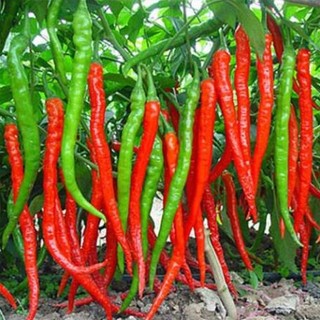 #Hạt_Giống_Ớt_Dài_Hàn_Quốc( ớt đậu đũa)