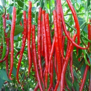 #Hạt_Giống_Ớt_Dài_Hàn_Quốc( ớt đậu đũa)