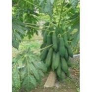 10H - Hạt giống đu đủ chuẩn  ( Đỏ + Vàng + Xanh ).