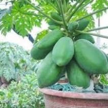 10H - Hạt giống đu đủ chuẩn  ( Đỏ + Vàng + Xanh ).