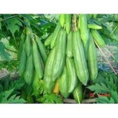 10H - Hạt giống đu đủ chuẩn  ( Đỏ + Vàng + Xanh ).
