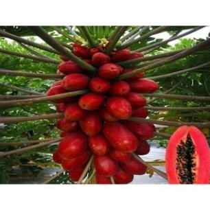 10H - Hạt giống đu đủ chuẩn  ( Đỏ + Vàng + Xanh ).
