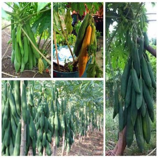 10H - Hạt giống đu đủ chuẩn  ( Đỏ + Vàng + Xanh ).